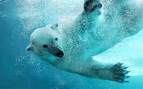 Polar Bear Pictures 1080p 2k 4k 5k Hd Wallpapers Free Download