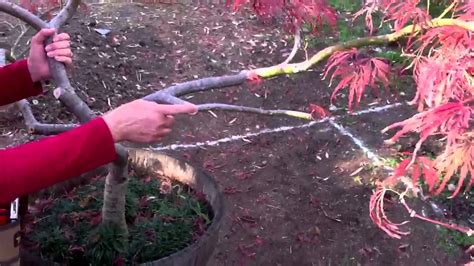 The Art Of Pruning Japanese Maples Part 3 Youtube
