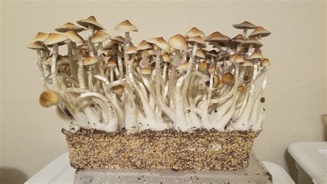 Indoor Mushroom Growing Oyster Mushrooms Shiitake And More Wsmbmp