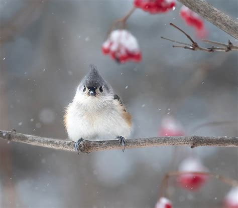 Winter Birds In Vermont Vermont Land Trust