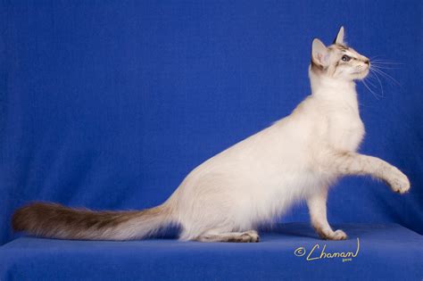 Breed Profile The Balinese Balinese Cat Pretty Cats Warrior Cats