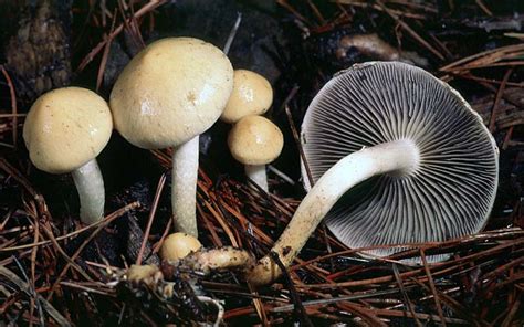 California Fungi Leratiomyces Riparius