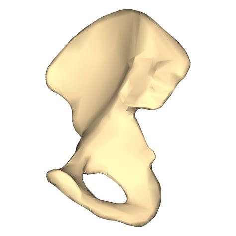 Filehip Bone Close Up Medial View Right Hip Bonepng Wikipedia