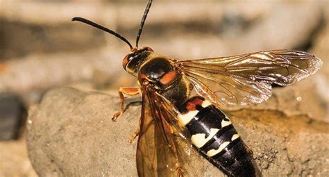 Top Tips For Effective Cicada Killer Wasp Removal Pest Control Helpers