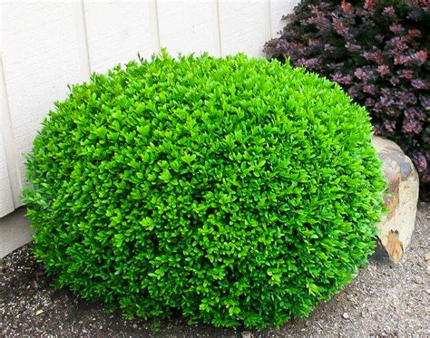 Dwarf English Boxwood For Sale Online The Tree Center
