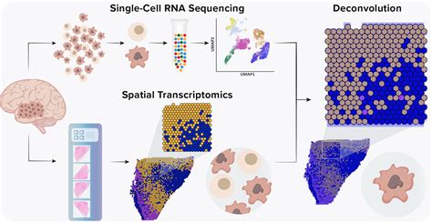 Integration Of Single Cell Rna Sequencing And F1000research