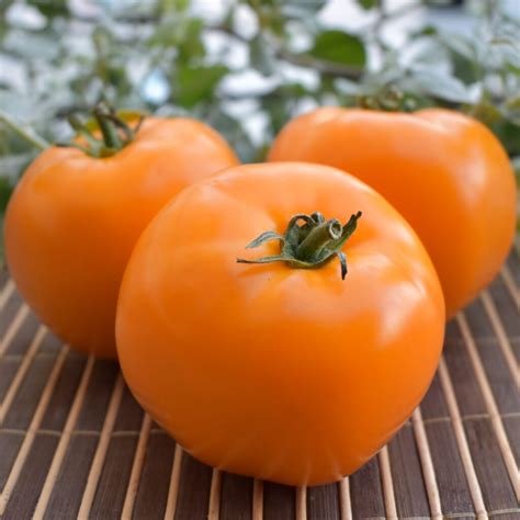 Artisan Orange Jazz Tomato A Comprehensive Guide World Tomato Society