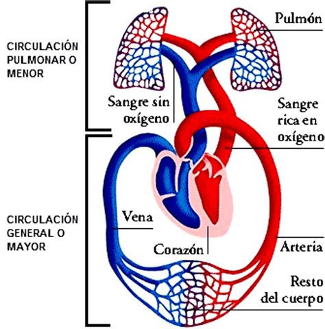 1 Circulación Pulmonar Y Circulación Sistémica Download Scientific