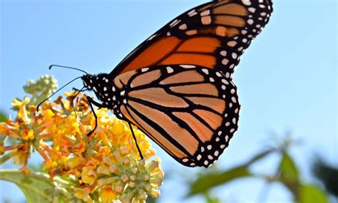 مراحل تحول الفراشة الملكية من أجمل الفراشات في العالم جولات من