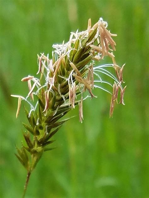 Specially Shaped Grass Flowers Earn Special Vocabulary Outdoors