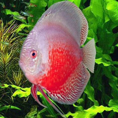 Red And White Discus Regular