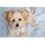 Morkie Dogs 101 What You Need To Know  K9 Web
