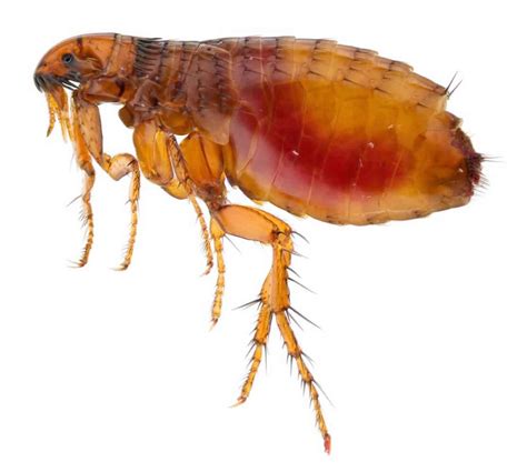 Flea Bites On Humans Symptoms Allergic Reaction And Treatment