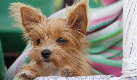 Cute Small Dog Breeds The Cutest Little Dogs Small