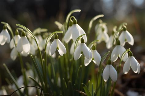 Snowdrop Flower Meaning Symbolism And Spiritual Significance Foliage