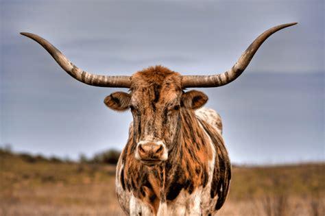 Texas Longhorn Cattle 12 Facts Like They Arent Actually From Texas