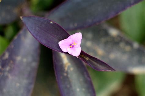 Purple Heart Or Tradescantia Pallida Evergreen Perennial Plant With