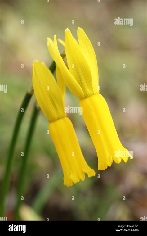 Cyclamen Flowered Daffodils Narcissus Cyclamineus High Resolution Stock