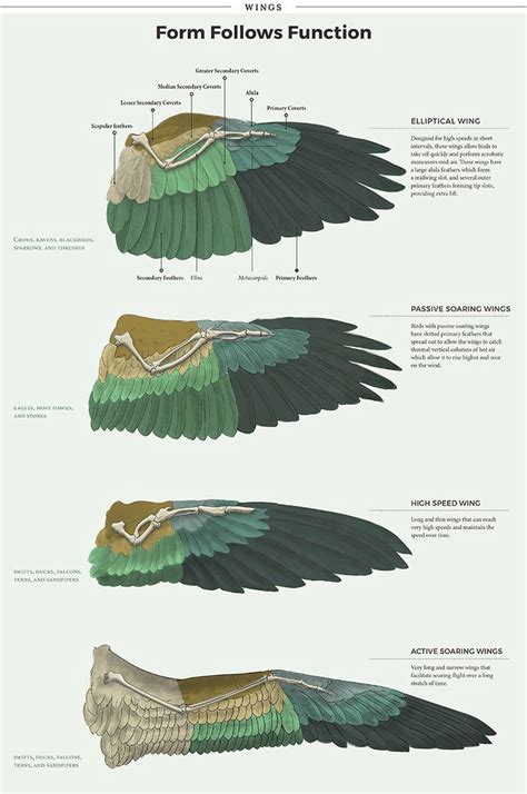 Aves De Alas Animales Wings Drawing Wings Art Bird Wings