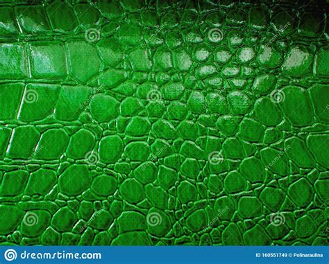 Crocodile Skin Pattern Stock Image Image Of Creative 160551749