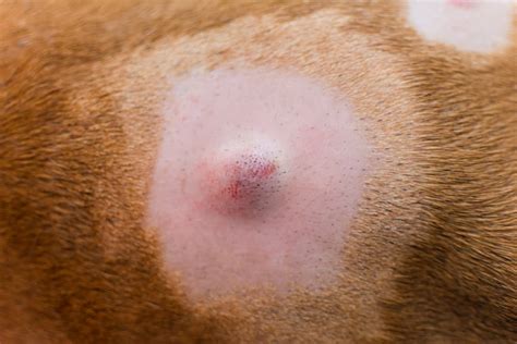 What Does A Lump On A Dog Neck Mean