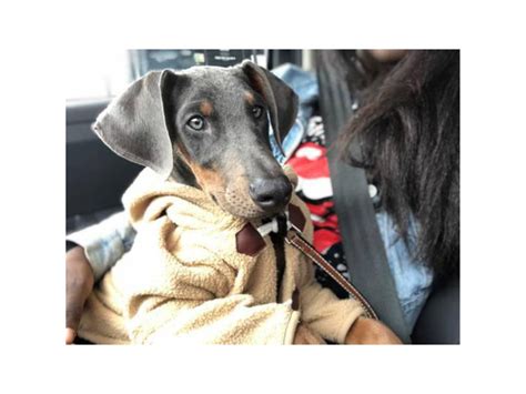 2 Darling Female Blue Doberman Puppies Hinesville Puppies For Sale