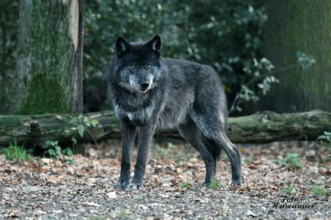Canis Lupus Lycaon Timberwolf Foto And Bild Tiere Natur Bilder Auf