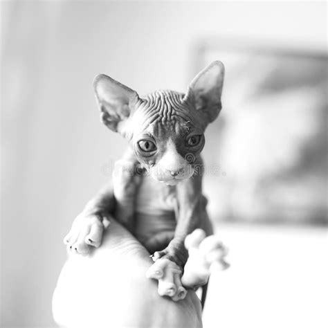 Hairless Kitten With Big Blue Eyes Looks Around Portrait Sphynx Young