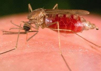 Gambar Nyamuk Anopheles Betina/Nyamuk Malaria | Contoh Artikel makalah