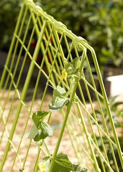 Cucumbers are one of nature's tastiest foods. Cucumber Trellis Keep Cucumber and Zucchini Vines Off the ...