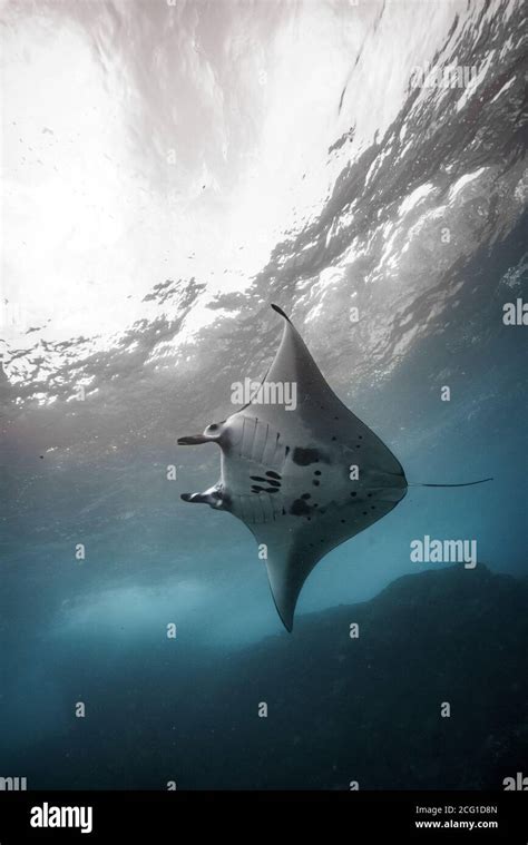 Beautiful Manta Ray Underwater With Scuba Divers Stock Photo Alamy