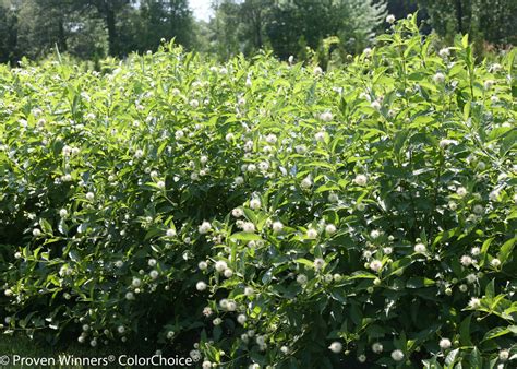 Sugar Shack Buttonbush Cephalanthus Occidentalis Proven Winners