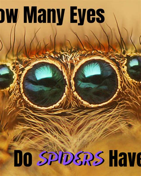 How Spiders Breathe Owlcation Education