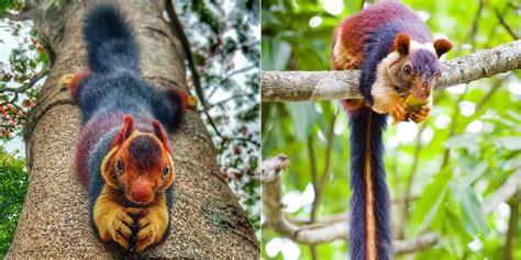 What exotic pets are legal in texas? These Giant Multicolored Squirrels Can Grow Up To 3 Feet ...