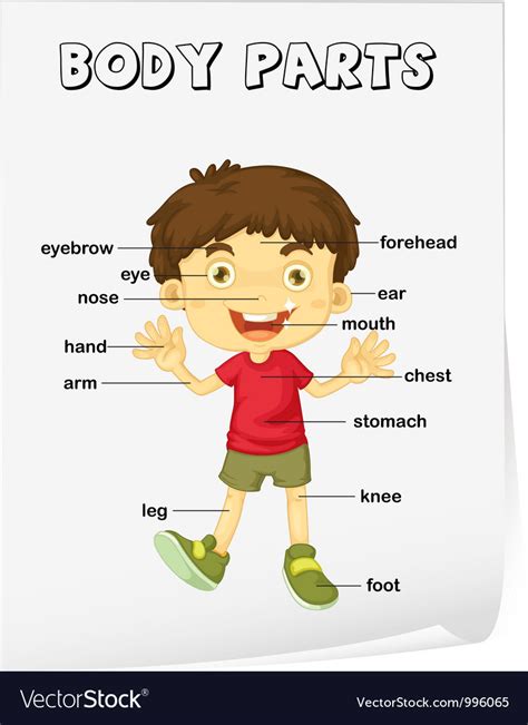 Clipart, cartoon, child, education, illustration, isolated, kindergarten, little, people. Body parts diagram poster vector by iimages - Image ...