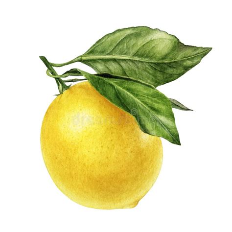Lemon Fruit With Branch Watercolor Illustration Isolated On White
