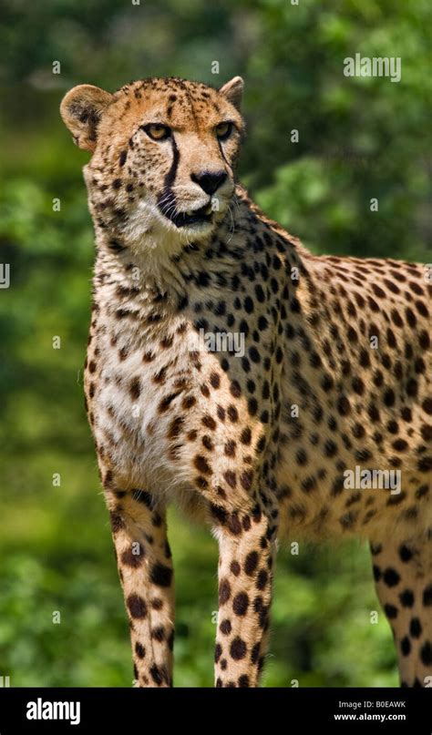Cheetah Acinonyx Jubatus Stock Photo Alamy
