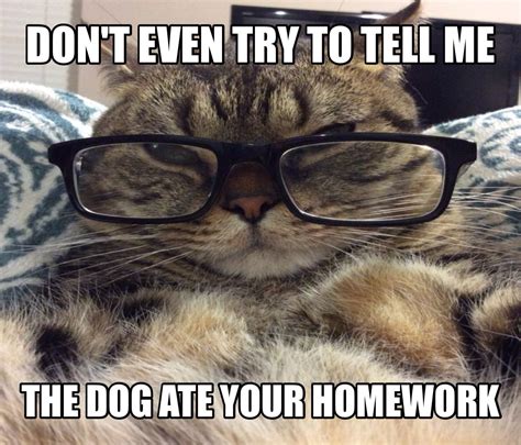 Smart Teacher Cat Meme Dog Ate Your Homework