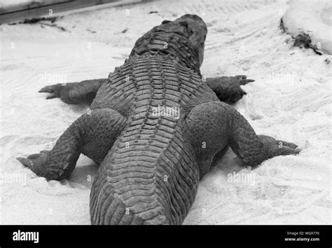 Zoology Alligator Hi Res Stock Photography And Images Alamy