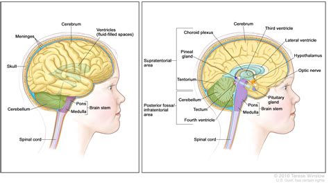 Childhood Brain Stem Glioma Treatment Pdq® Patients Siteman
