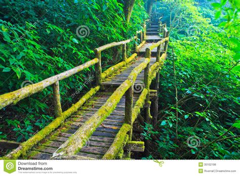 Step In The Tropical Rain Forest Stock Photo Image Of Beauty Foliage