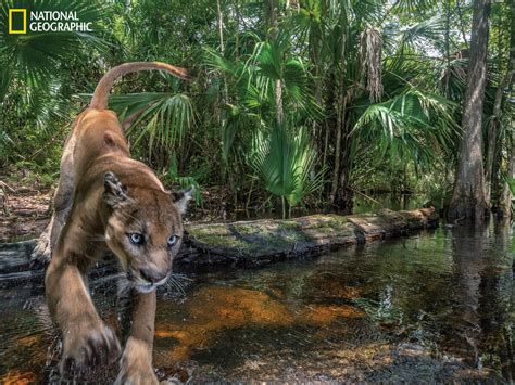 once nearly extinct the florida panther is making a comeback npr
