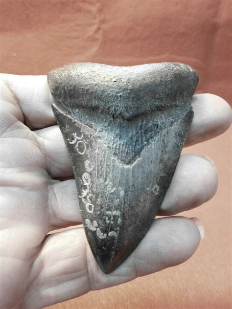 35 Megalodon Tooth Shark Tooth Fossil Fossils And Artifacts For