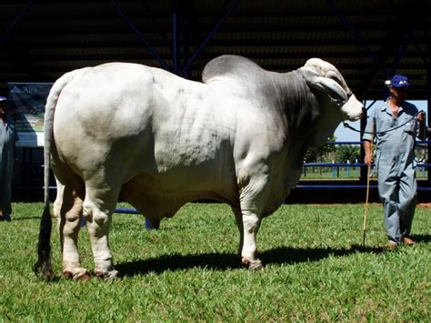 Can be gray or red in color with varying pigmentation and color patterns. Brahman Cattle Floppy Eared Cow / Brahman Cattles History - We took our grandson to the skeet ...