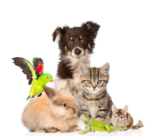 How To Take Care Of Pet Animals Tips And Tricks For Children