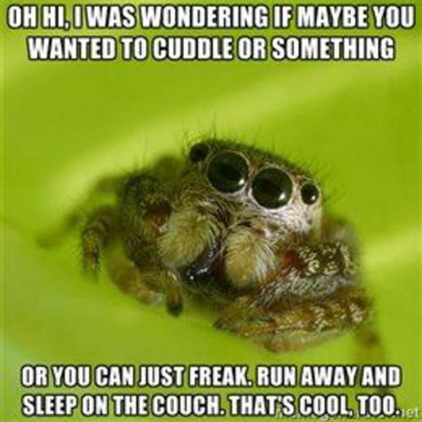 Spider Meme Google Search Spiders Funny Jumping Spider Spider Meme