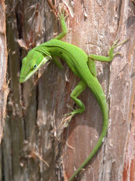 Green Anole Charlie Banks Photography Florida Naples Reptiles