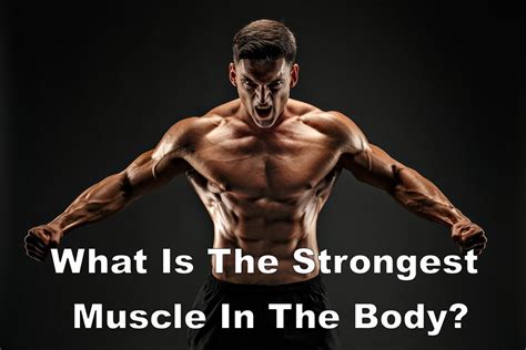 What Is The Strongest Muscle In The Body Stdgov Blog