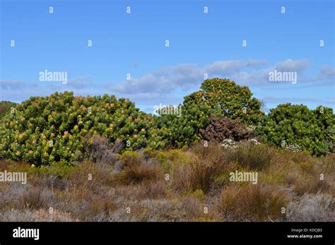 Biome Fynbos Hi Res Stock Photography And Images Alamy