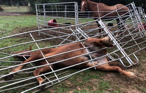 Horse Trapped In Aluminum Fencing Saved By A Collaboration Between